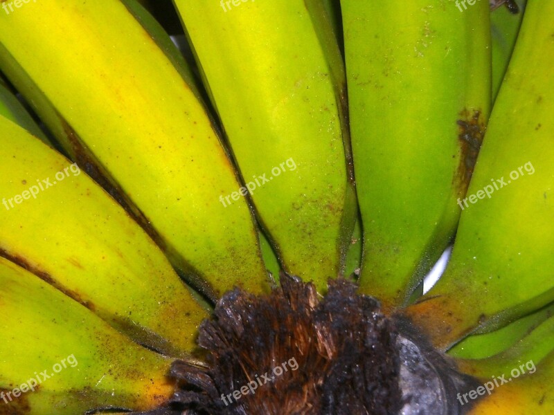 Bananas Fruit Green Yellow Tundun