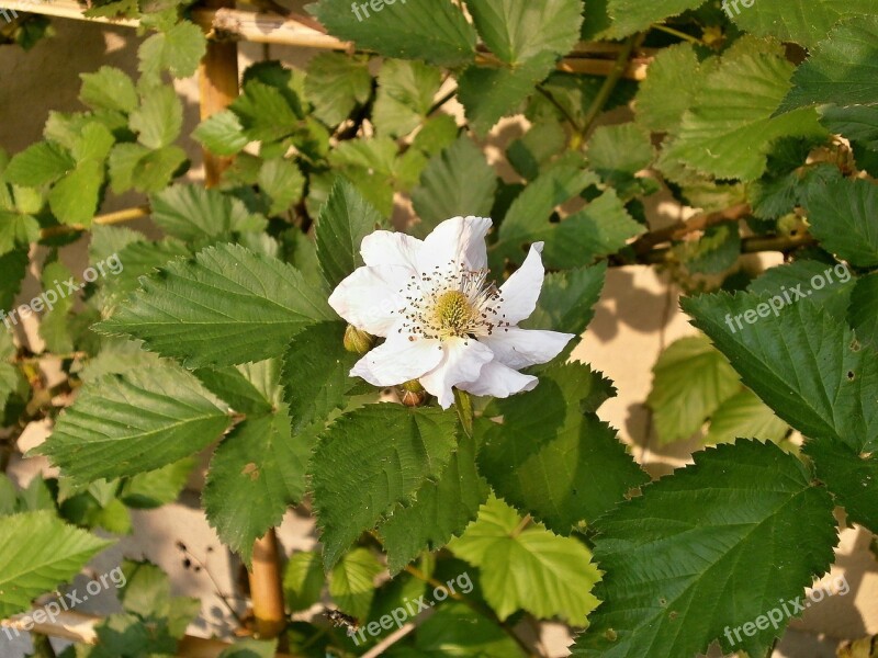 Blackberry White Flowers Rosaceae Genus Rubus Free Photos