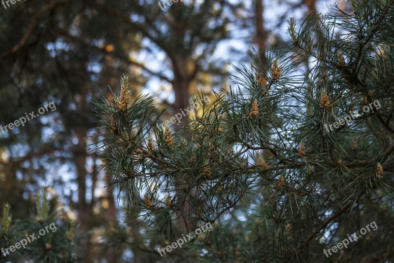 Pine Pine Cone Nature Twigs Forest