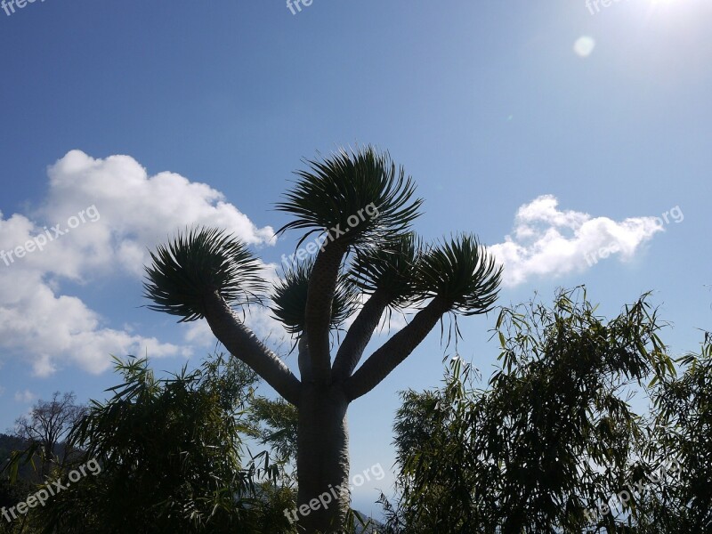 Joshua Tree Josuabaum Yucca Brevifolia Madeira Funchal