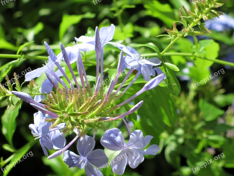 Flowers Purple Plants Floral Flowery