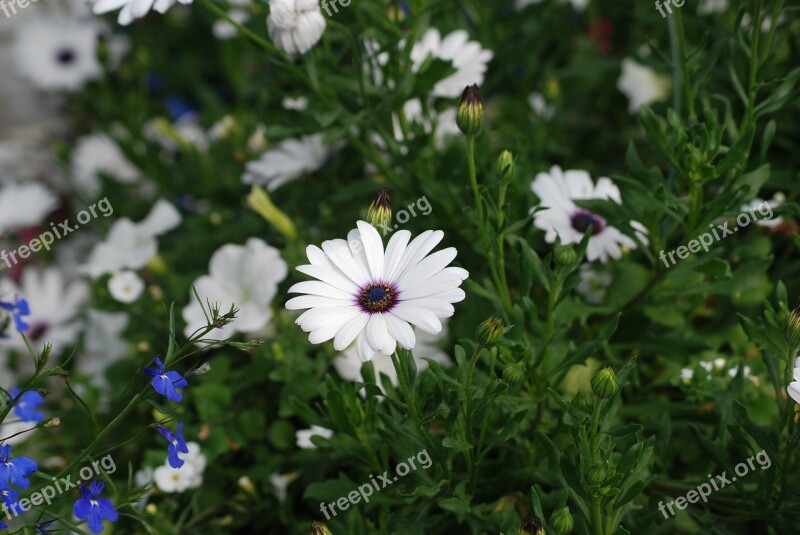 Daisies White Flowers Blossom Garden