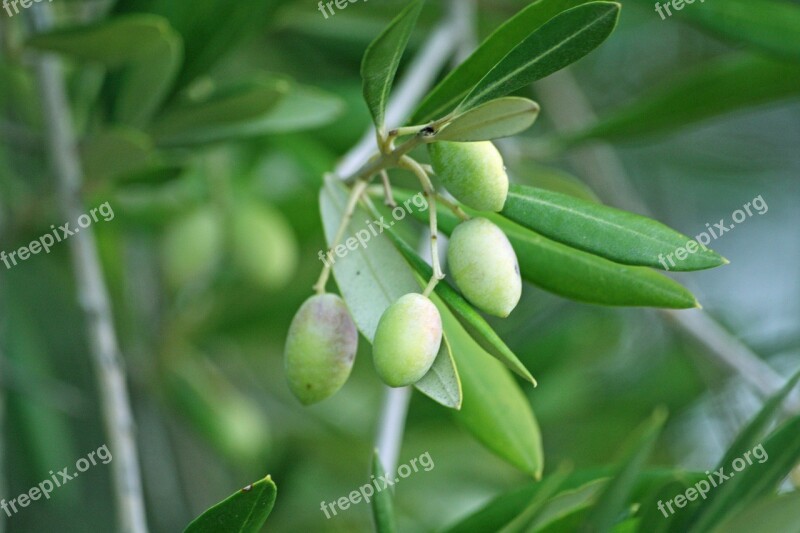 Olives Olive Tree Olive Tree Green