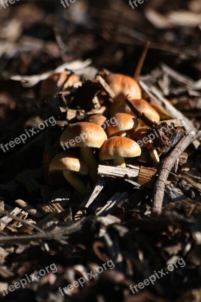 Mushrooms Woodland Fungi Forest Mushroom