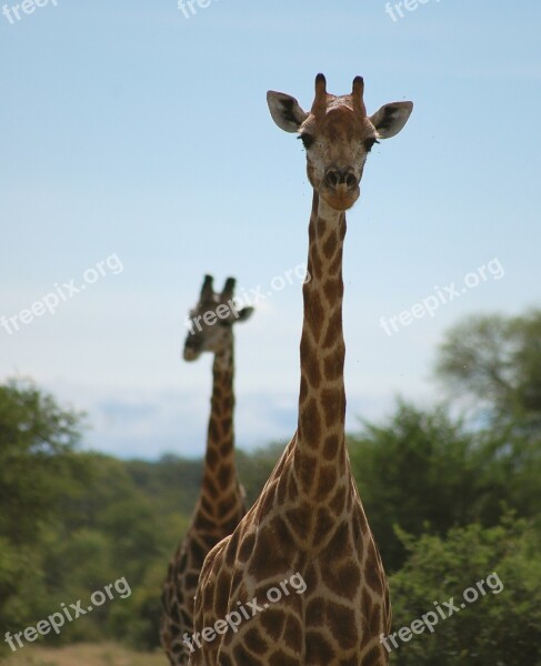 Tall Giraffes African Safari Free Photos