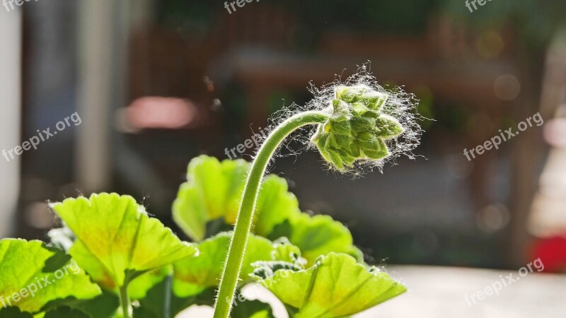 Flower Buds Geranium In The Morning Backlight Free Photos