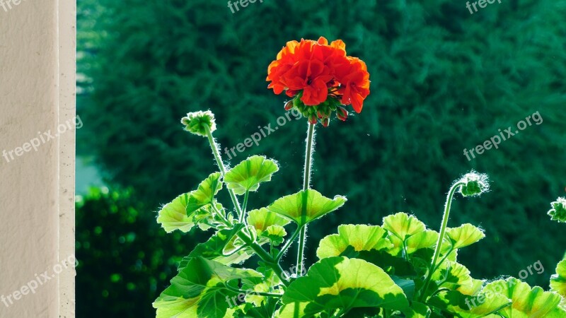 Flower Geranium In The Morning Backlight Red Flower