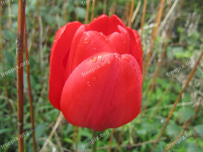 Tulip Red Blossom Bloom Close Up