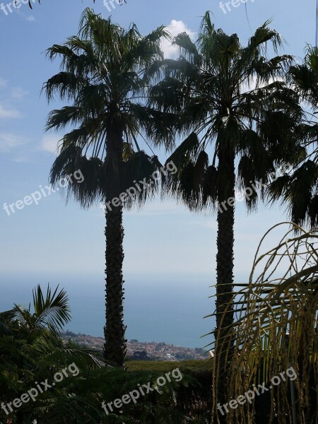 Madeira Palm Trees Sea Flower Island Horizon