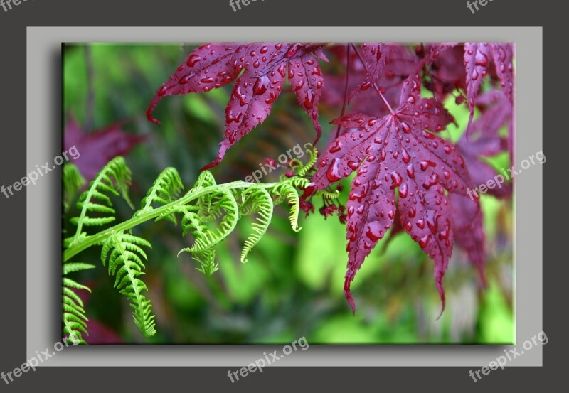 Fern Maple Rain Touching Touch