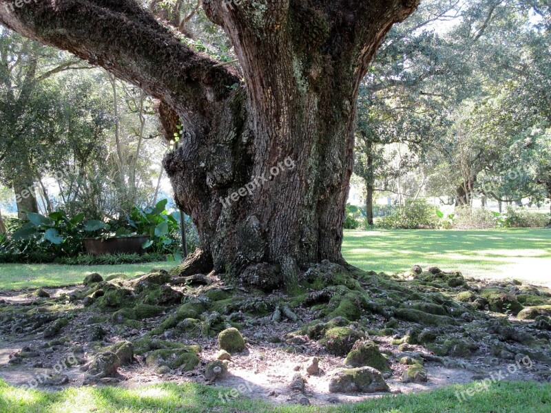 Oak Tree Roots Free Photos