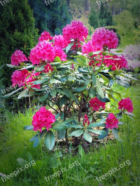 Rhododendron Flowers Plant Flowering Pink