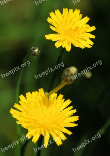 Dandelion Taraxacum Officinale Wild Flower Meadow Yellow