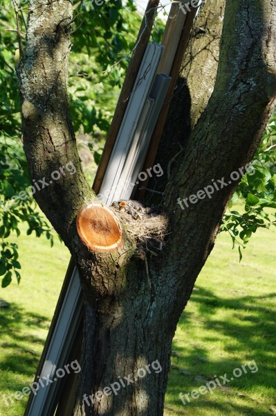 Bird's Nest Tree Nature Green Grass