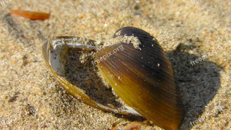 Shell Casing Sand Sand Beach Nature