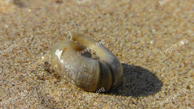 Shell Snail Close Up Sea Snail Casing