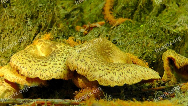 Armillaria Mellea Mushrooms Armillaria Solidipes Agaric Forest