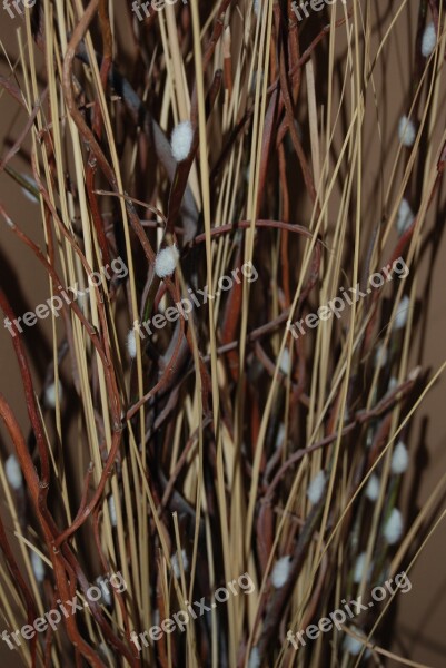 Willows Twigs Dried Free Photos