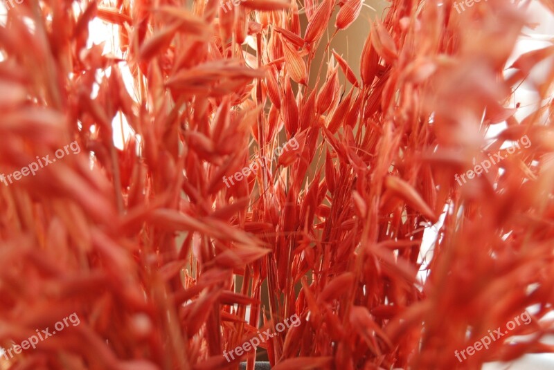 Red Dried Flowers Weeds Free Photos