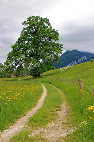 Away Lane Tree Individually Nature