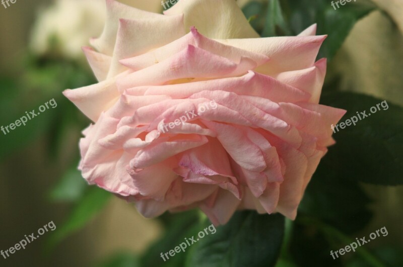 Floribunda Rose Pink Blossom Bloom