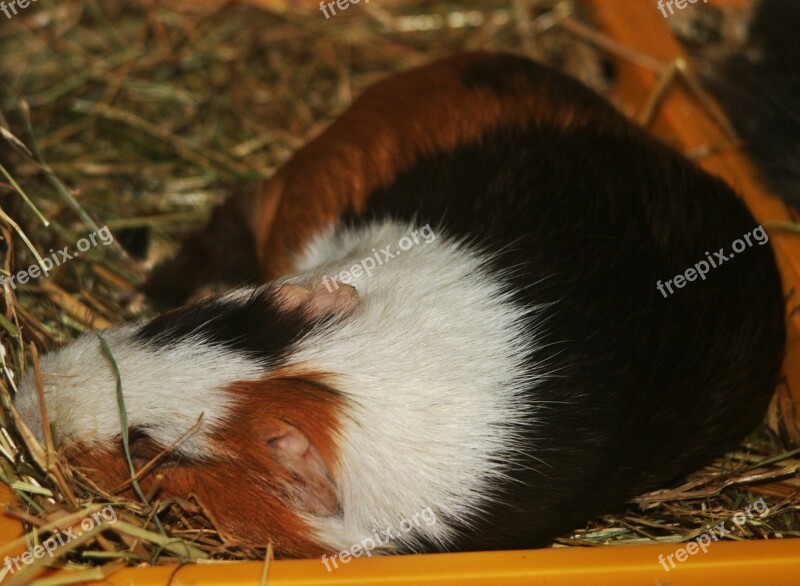 Amanda Guinea Pig Smooth Hair Sepia White Buff Small Animals