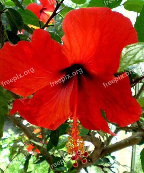 Hibiscus Mallow Marshmallow Blossom Bloom