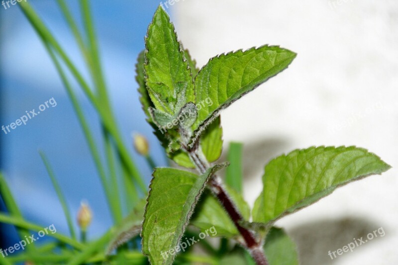 Peppermint Peppermint Tea Mint Plant Leaves