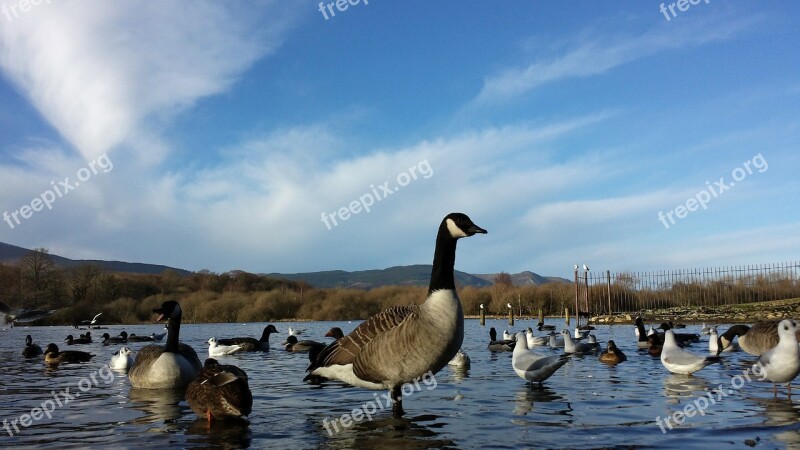 Canada Geese Lake Ducks Geese Waterfowl