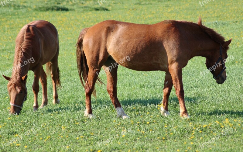 Summer Field Animals Horse Friends