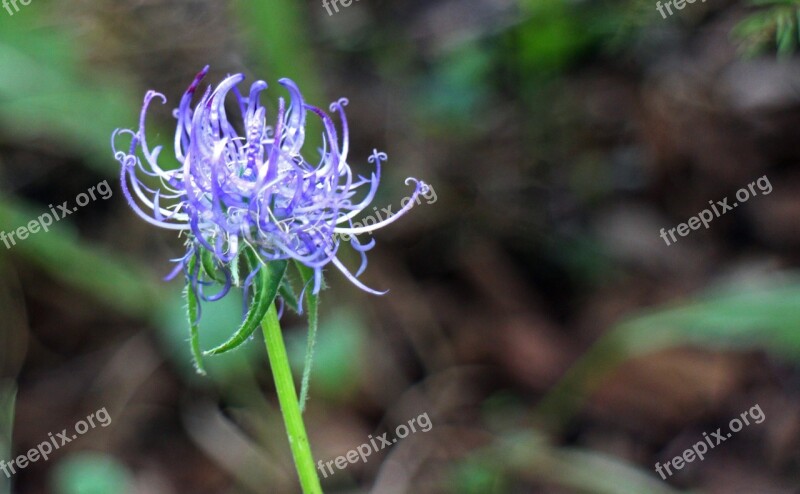 Devil's Claw Flower Blossom Bloom Blue