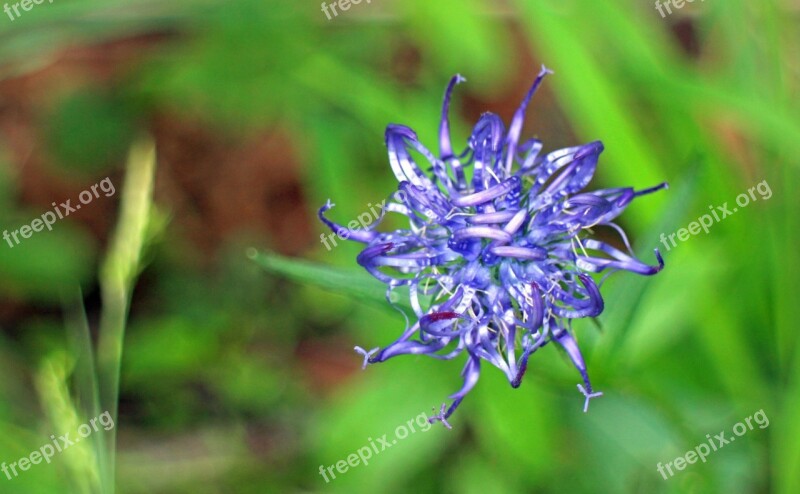 Devil's Claw Flower Blossom Bloom Blue