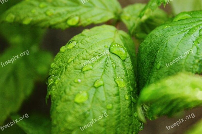 Drops Of Water Raspberry Leaf Green Plant Drops