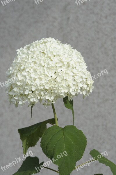 Snow Ball Garden Blossom Bloom White