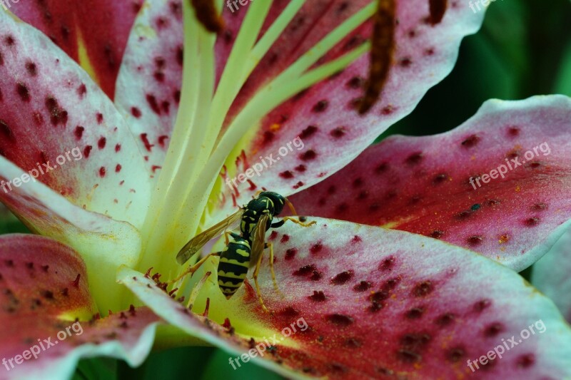 Lily Stargazer Field Wasp Close Up Flower