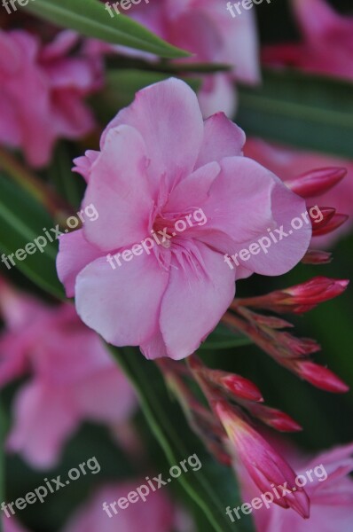 Laurier Pink Flower Garden Plants