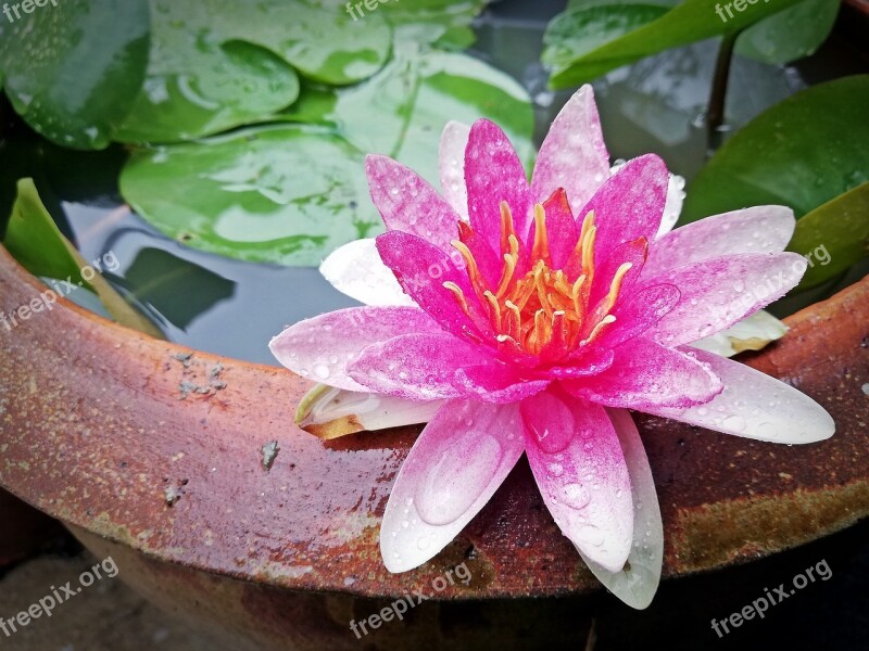 Lotus Flowers Flower Pink Lotus Bloom