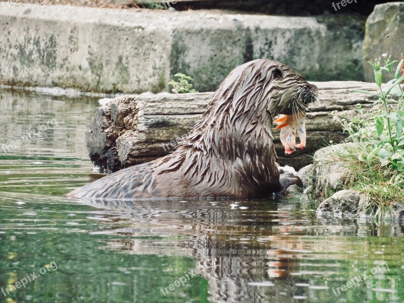 Otter Animal Water Zoom Adventure World Animal World