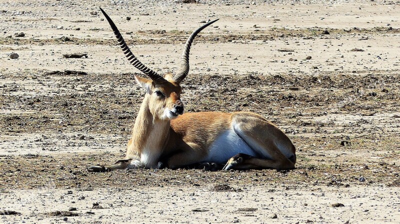 Antelope Animal Savannah Nature Mammals