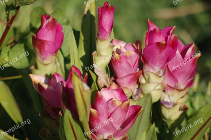 Turmeric Horticulture Flower Turmeric Free Photos