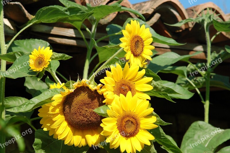 Bloom Rural Sunflowers Summer Yellow