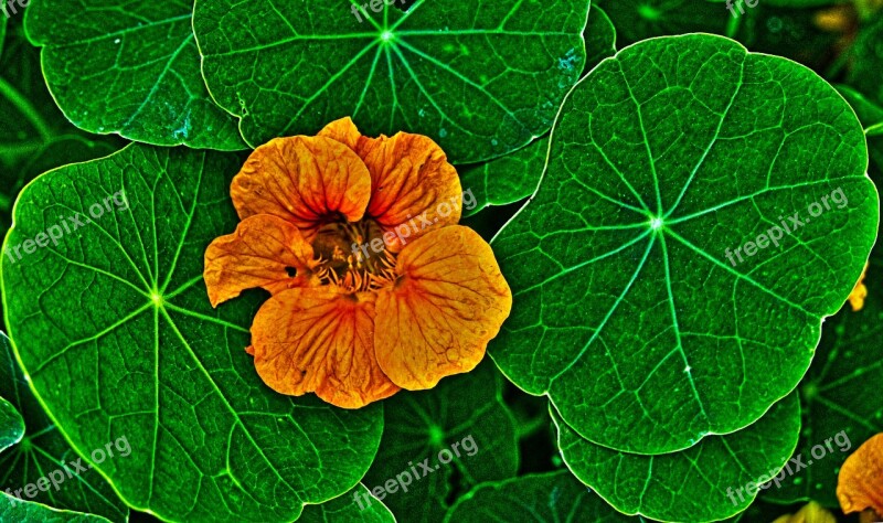 Nasturtium Blossom Bloom Leaves Flower