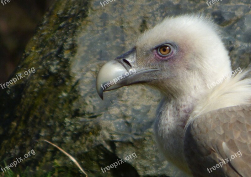 Vulture Bird Nature Scavengers Plumage