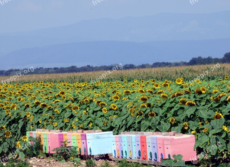 Sunflowers Flowers Hives Bees Yellow