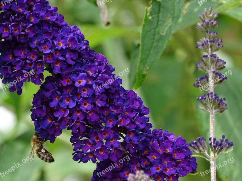 Bee Butterfly Tree Garden Flower Plant