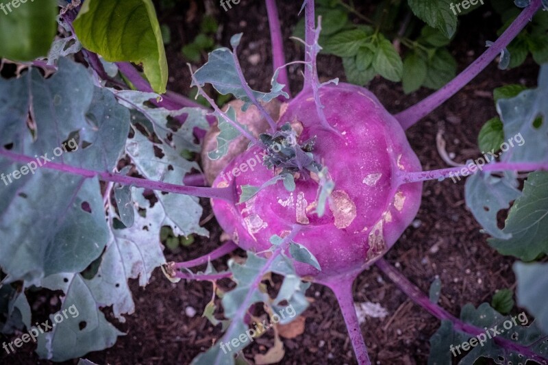 Kohl Red Cabbage Food Vegetables Healthy