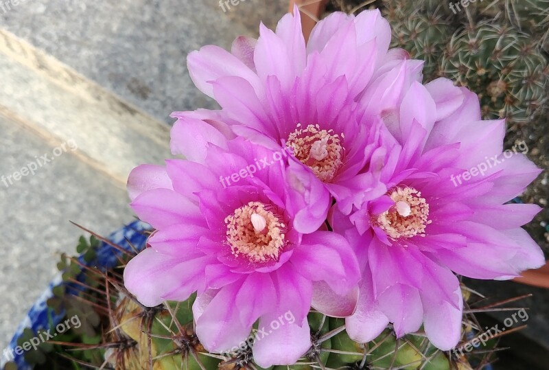 Cactus Flower Beaver State Cactus Beaver State Cactus Flower Forest Museum