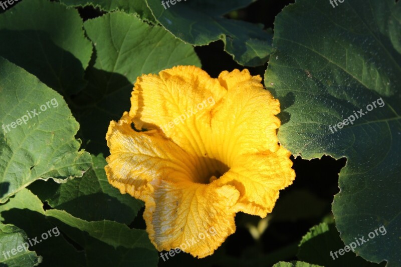 Zucchini Flower Zucchini Flower Free Photos