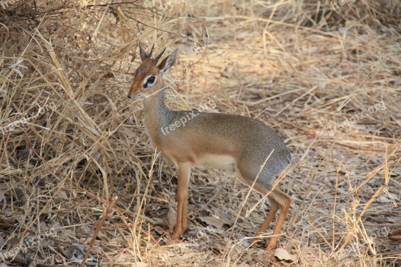 Tanzania Animals Wild Free Photos