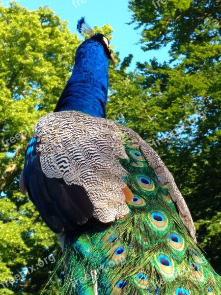 Peacock Bird Tree Colorful Feather